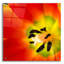 Épopée «Tulip Anthers» par Pamela Plummer, Acryli «Tulip Anthers» par Pamela Plummer