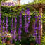 Vigne artificielle Wisteria Vine
