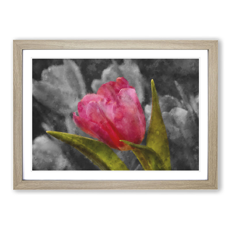Pink Tulip Flower - Framed Print, 48cm H x 65cm W x 2cm D, Oak Framed