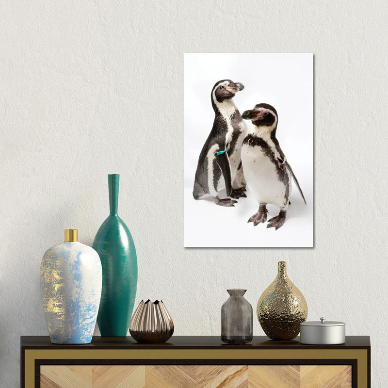 Two Humboldt Penguins At Great Plains Zoo by Joel Sartore - Gallery-Wrapped Canvas Giclée on Canvas, Canvas