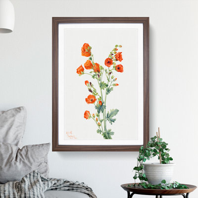 Scarlet Globe Mallow by Mary Vaux Walcott - Picture Frame Painting