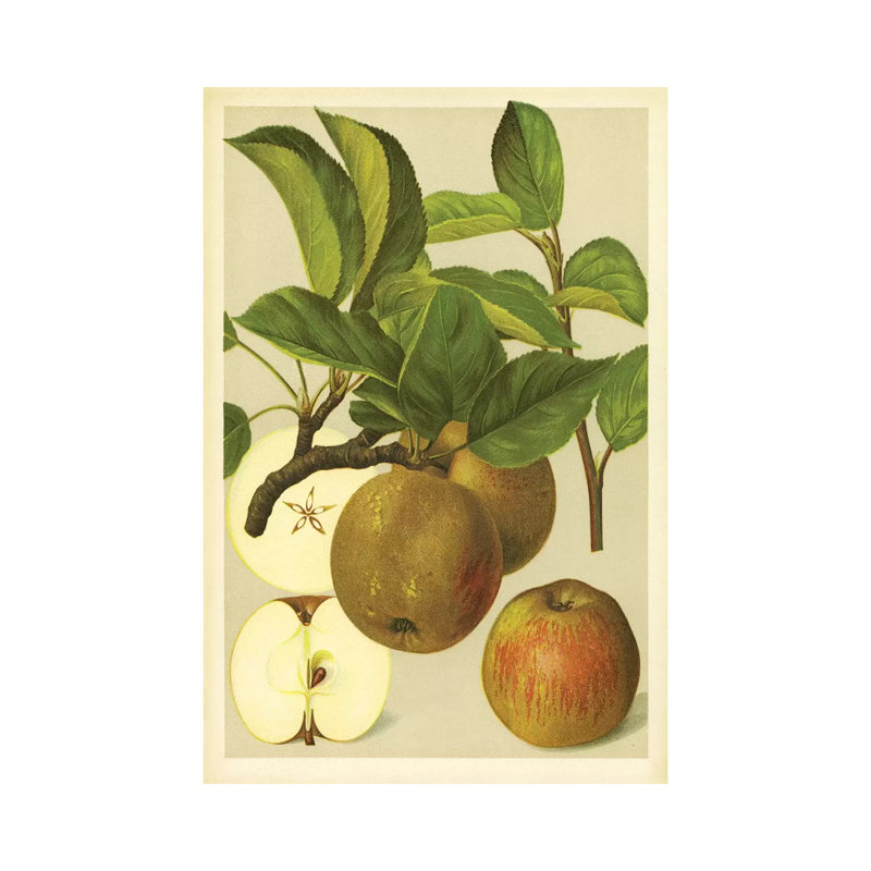 Russet Apples - Wrapped Canvas Print, 30.48 cm H x 45.72 cm W