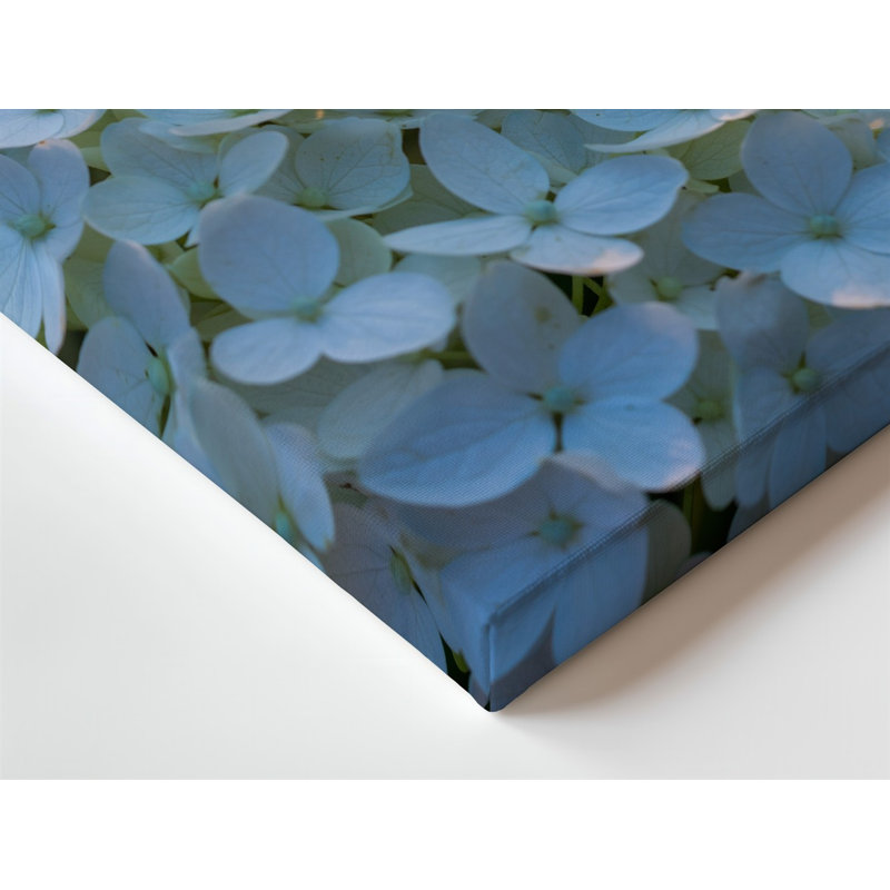Toile, composition en gros plan de délicates fleurs d'hortensia blanches denses emballées ensemble mettant en vedette leur douce toile arrondie