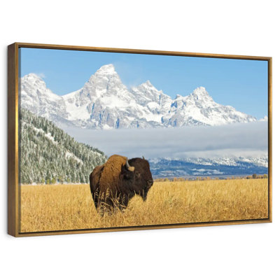 Grand Teton Bison Bull