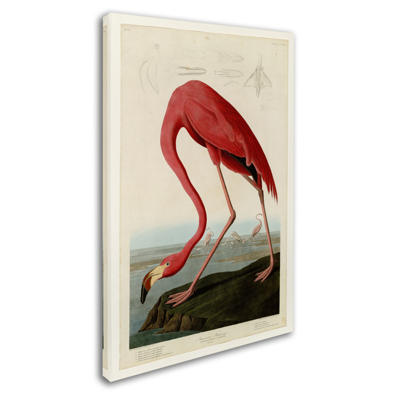 Wrapped Canvas Wall Art - John James Audubon 'Starry Night' Wall Art for Living Room, Bedroom, or Office Décor - 12x19