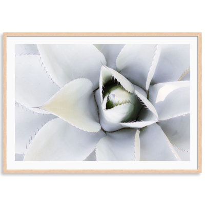 Succulent Print by Carly Tabak