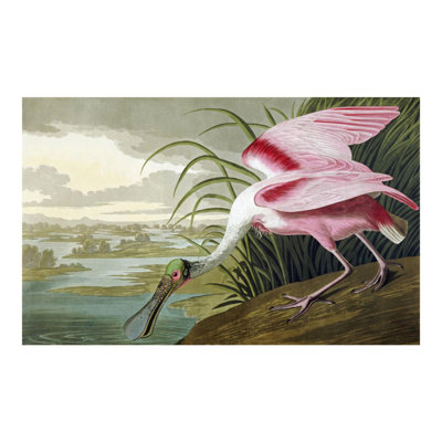 «Spatule rosée» par John James Audubon - estampe numérique