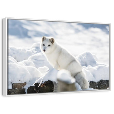 Renard arctique