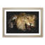 Two Lions - Picture Frame Graphic Art-62807935-62807939