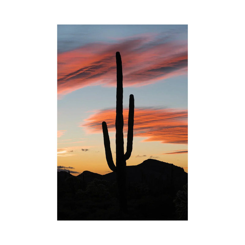 Saguaro Cactus At Sunset, Organ Pipe Cactus National Monument, Arizona by Jeff Foott - Wrapped Canvas Print