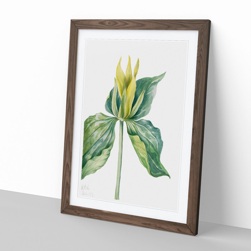 Wake-Robin Vol.2 by Mary Vaux Walcott - Picture Frame Painting, 65cm H x 48cm W x 2cm D, Walnut