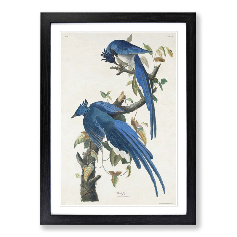 Columbia Jay by John Audubon - Picture Frame Painting, 36cm H x 27cm W x 2cm D, Black Framed