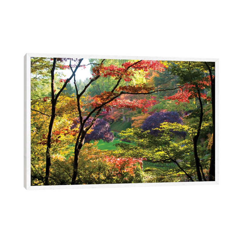 Trees In A Garden, Butchart Gardens, Victoria, Vancouver Island, British Columbia, Canada - Print on Canvas, White Framed