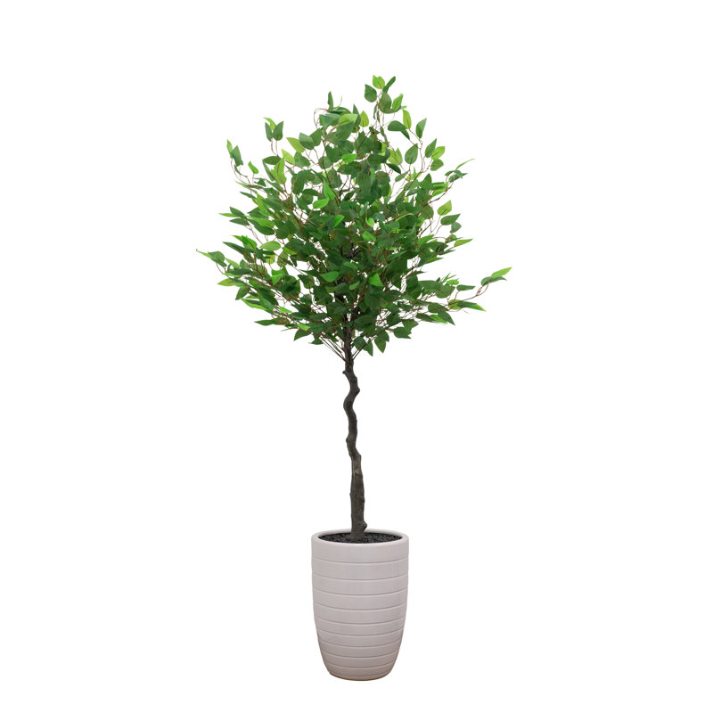 Arbre vert 5 pi dans un pot en céramique blanche, Vert