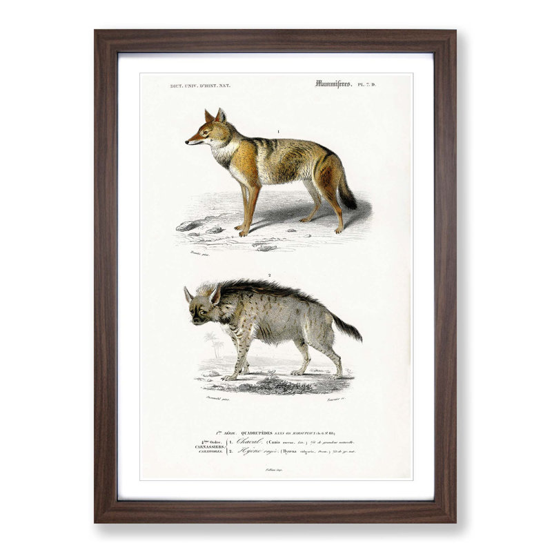 Golden Jackal & Striped Hyena by Charles D' Orbigny - Picture Frame Graphic Art Print, 48cm H x 36cm W x 2cm D, Walnut Framed
