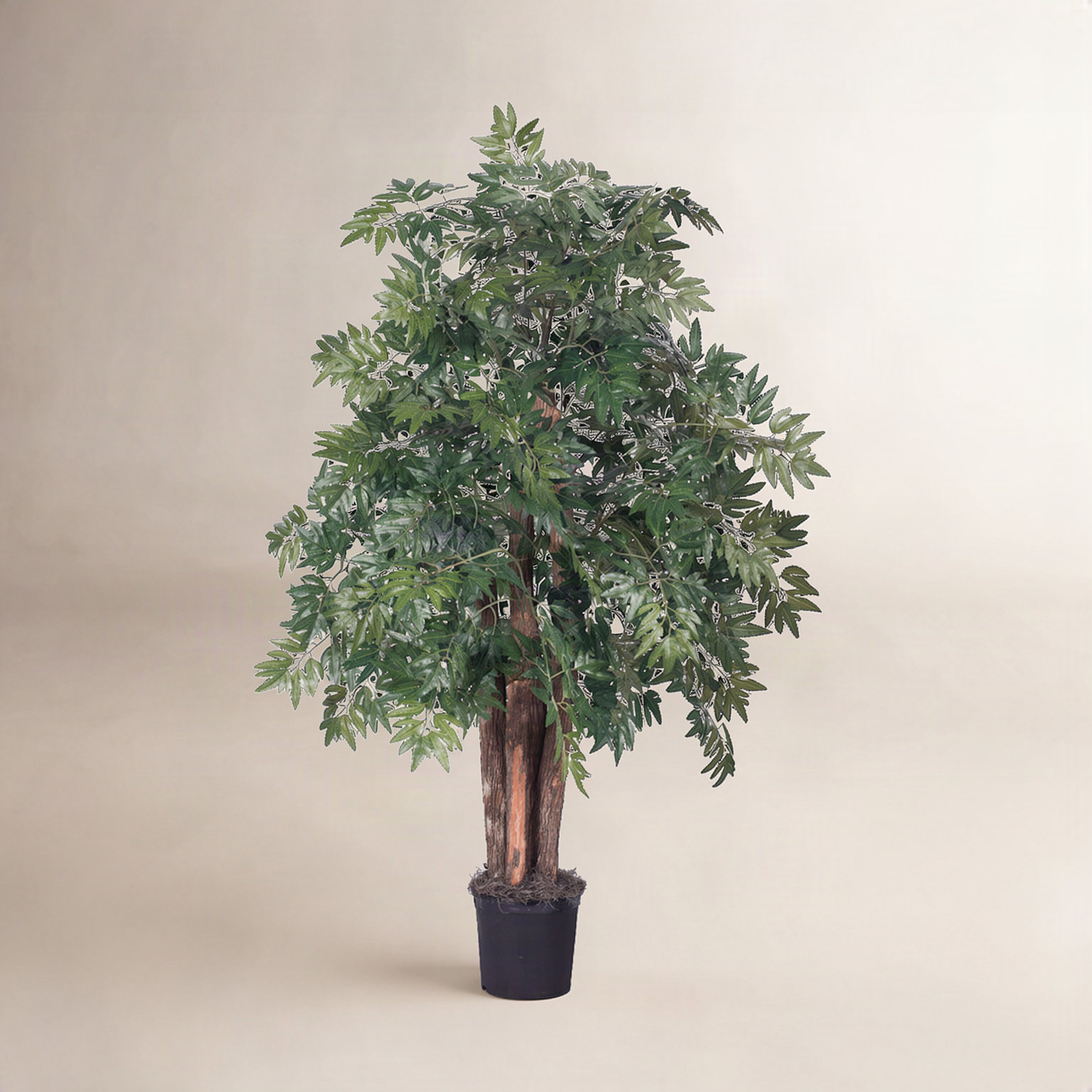 48 " Foliage Plant in Pot