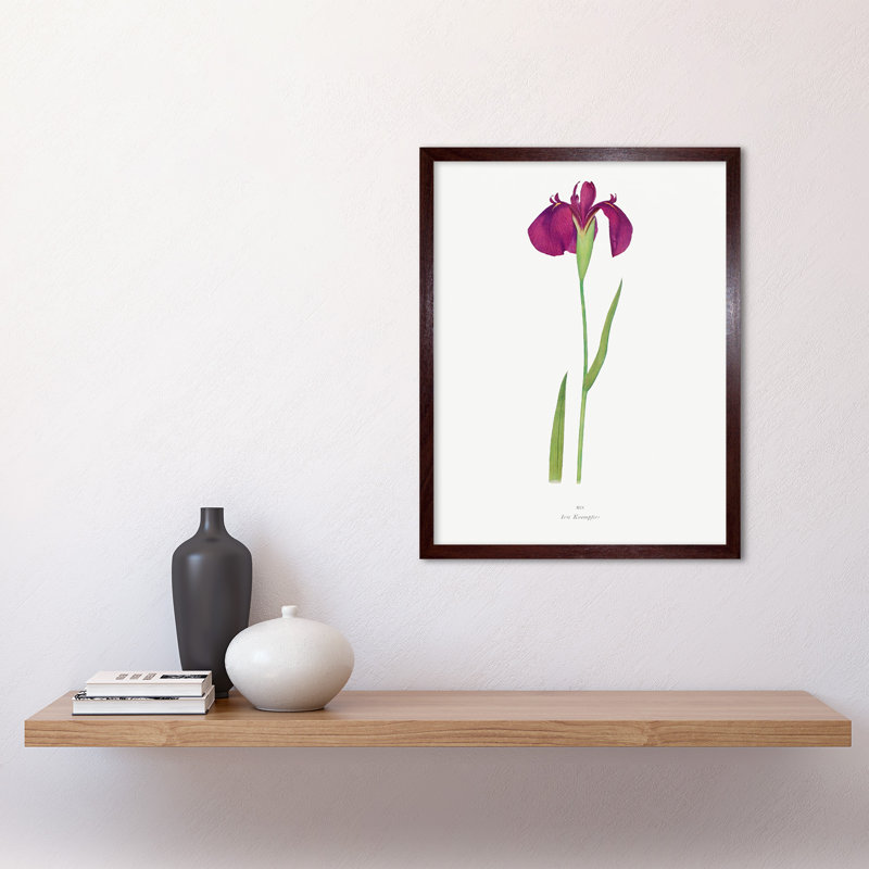 Japanese Water Iris Flower Floral Stem - Print, 43cm H x 33cm W x 2cm D, Brown Framed Paper