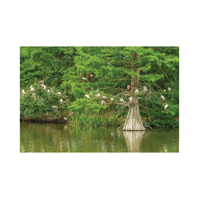 USA, Louisiana, Vermilion Parish. Rookery In Cypress Tree. by Jaynes Gallery - Wrapped Canvas Print, 66.04cm H x 101.6cm W