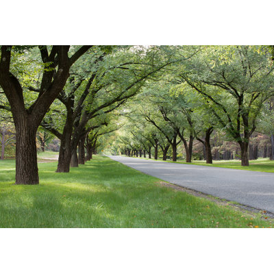 Tree Lined Avenue
