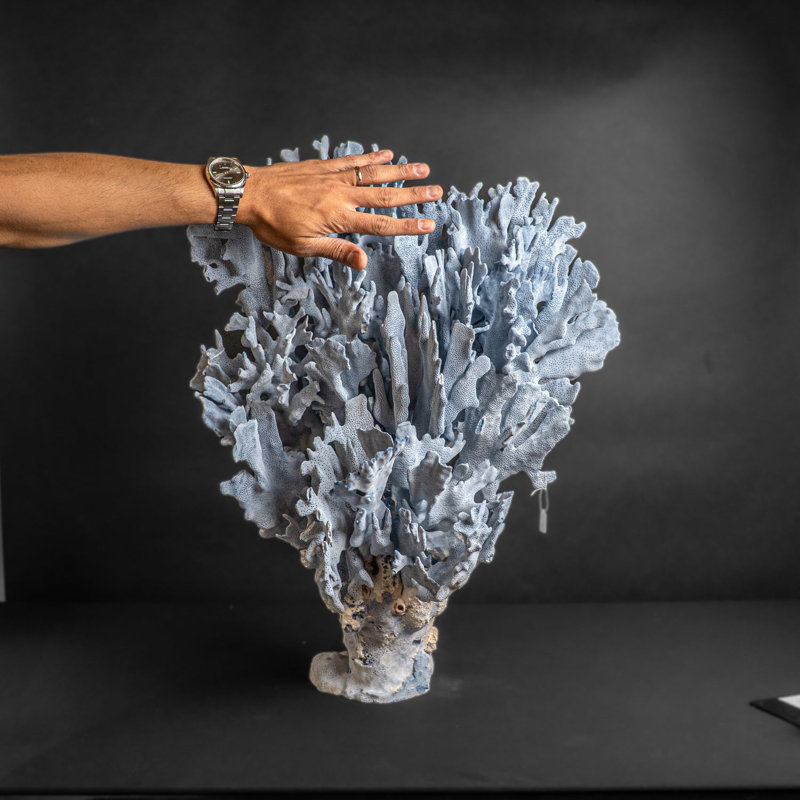 Genuine Blue Ridge Coral (25", 24 Lbs)