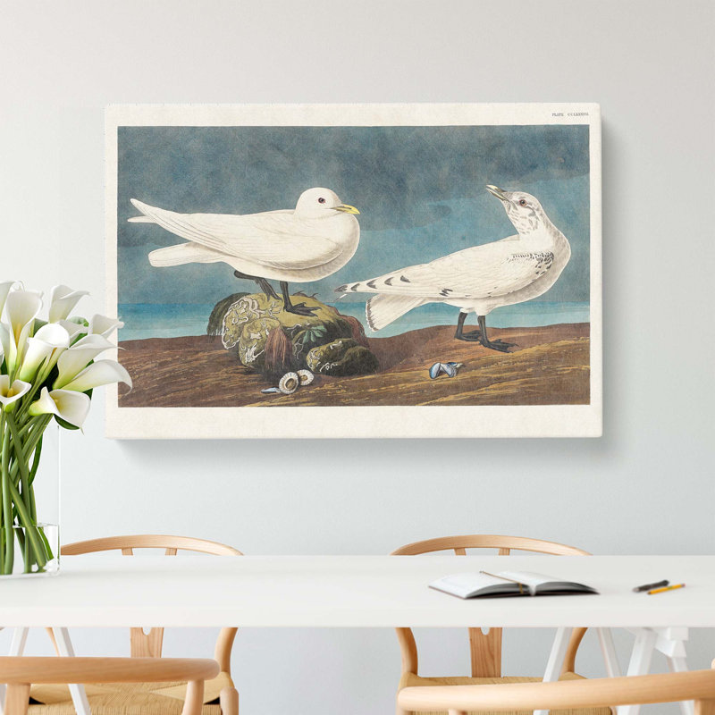 Ivory Gull by John Audubon - Wrapped Canvas Painting, 40cm H x 60cm W x 3cm D