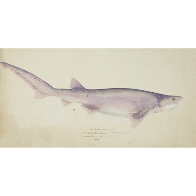 Notorynchus cépidien (NZ): Requin à sept branchies (1877)