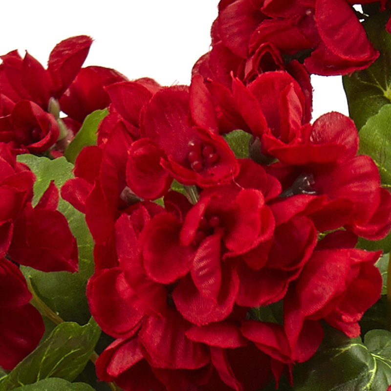Geranium Arrangement in Planter