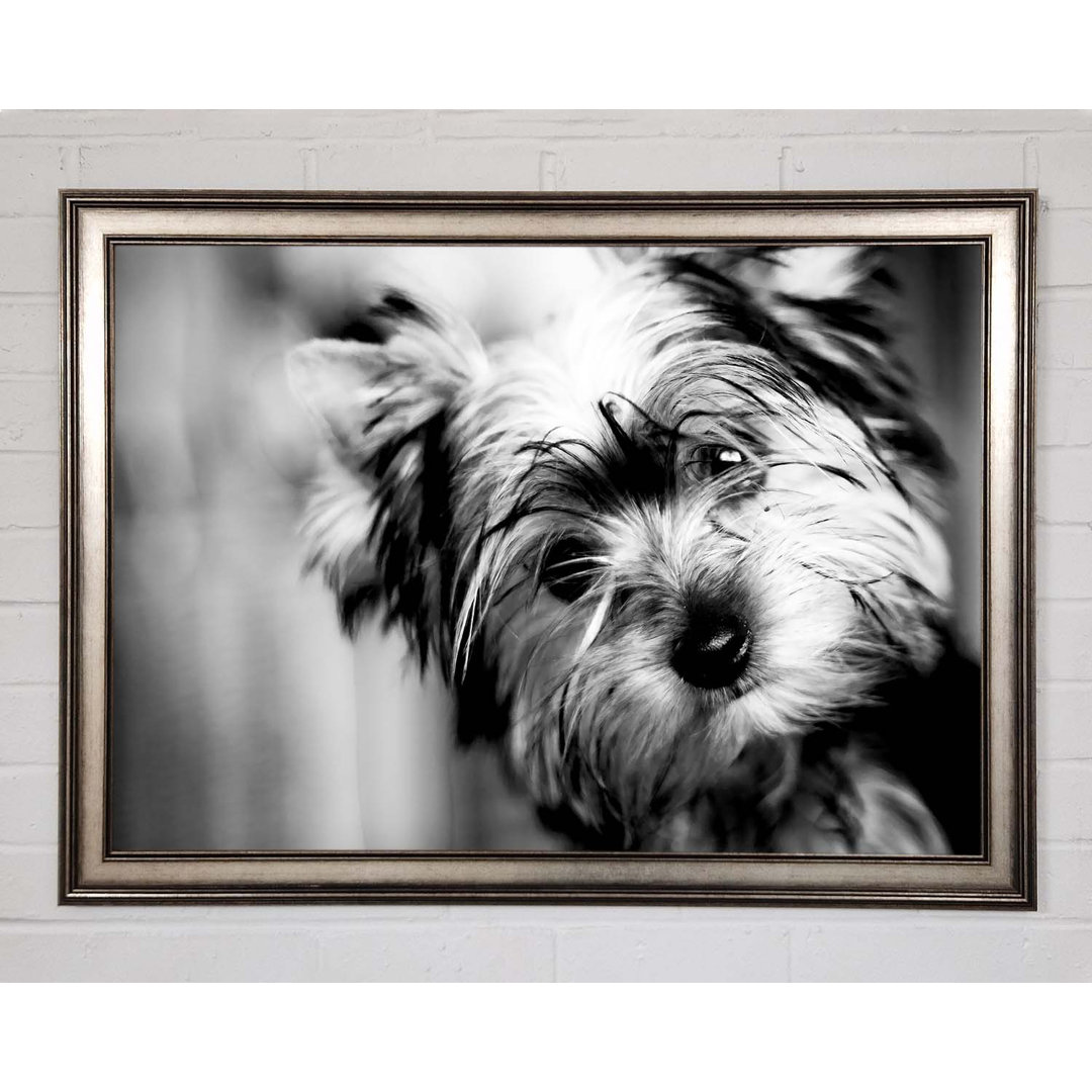 Niedlicher Yorkshire Terrier - Druck