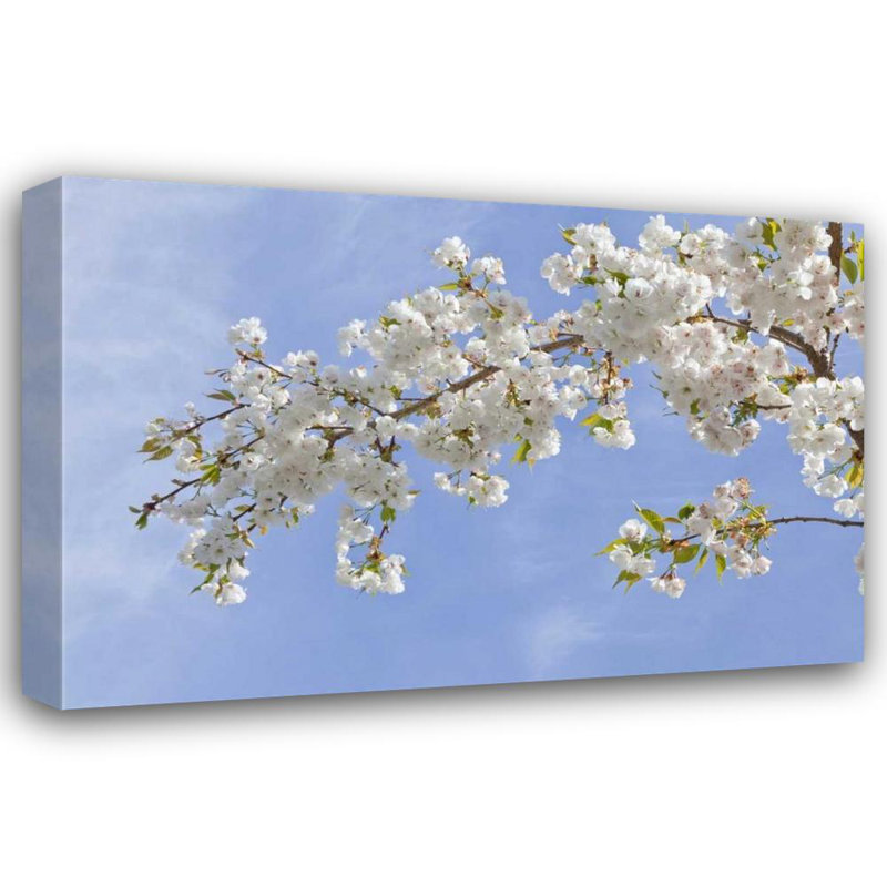 Art sur toile tendu avec Alcott Hill® Paulson, Don, Washington: Seabeck Cherry blossoms, H 33 po x l 48 po