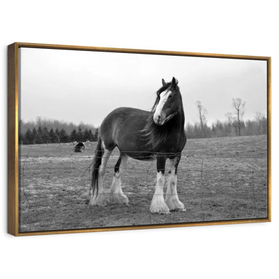 Monochrome Clydesdale Horse