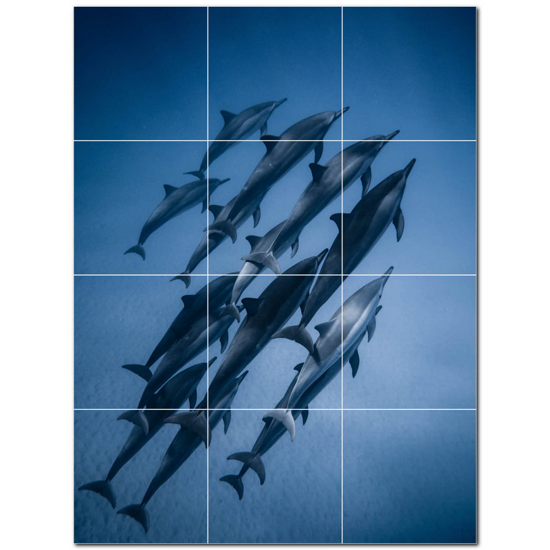 Dauphin photo 6 x 6
