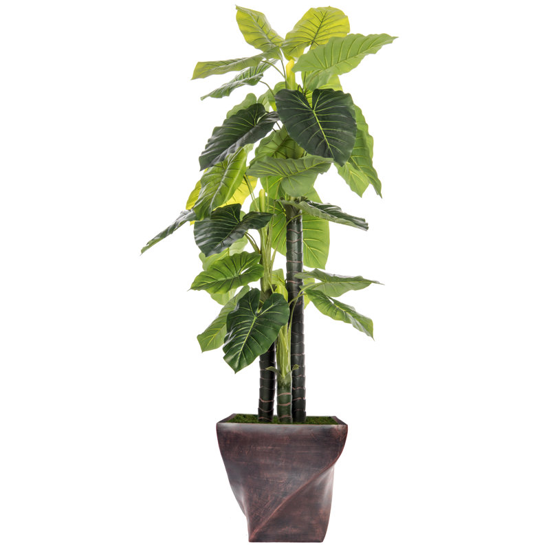 Arbre d'oreille intérieur / extérieur Panama