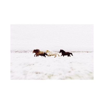 Wild Horses Iceland VIII Landscape by Monika Strigel - Wrapped Canvas Photograph