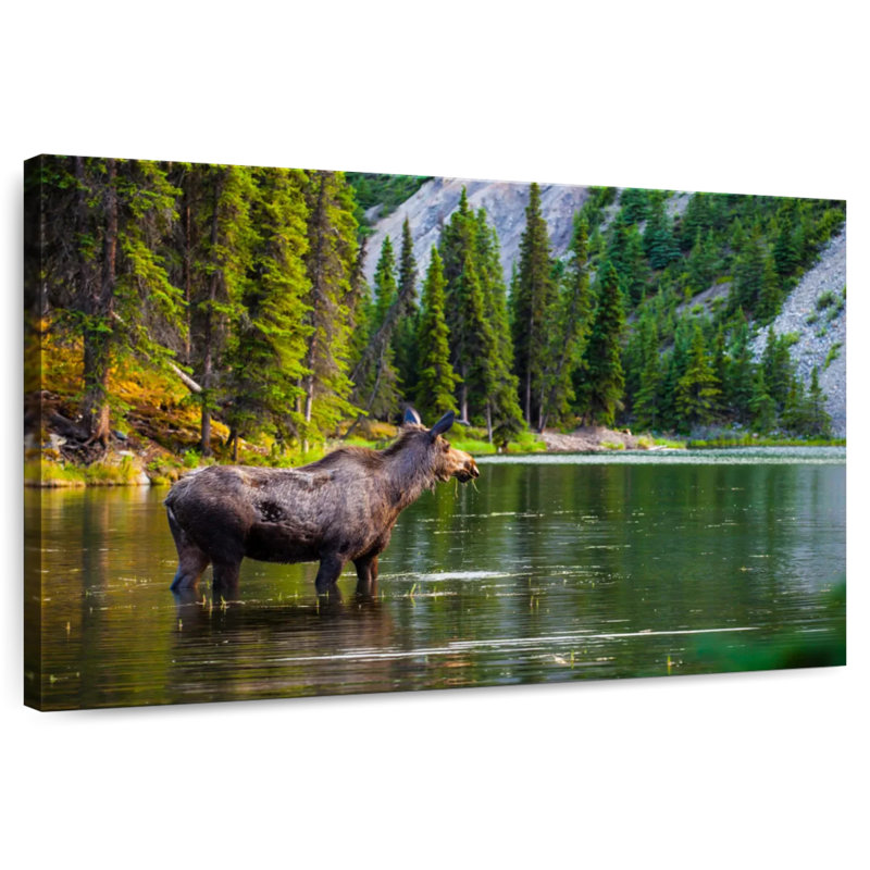 Brampt Bathing Alaskan Moose, 24" H x 36" W
