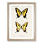 Eastern Tiger Swallowtail Butterfly by S.F. Denton - Picture Frame Graphic Art Print-55537117-55537121