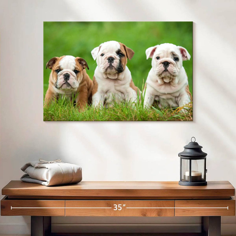 Chiots bouledogue anglais, H 16 po x l 24 po