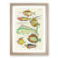East Indies Fish Illustrations XVI by Louis Renard - Picture Frame Graphic Art Print-55537071-55537073