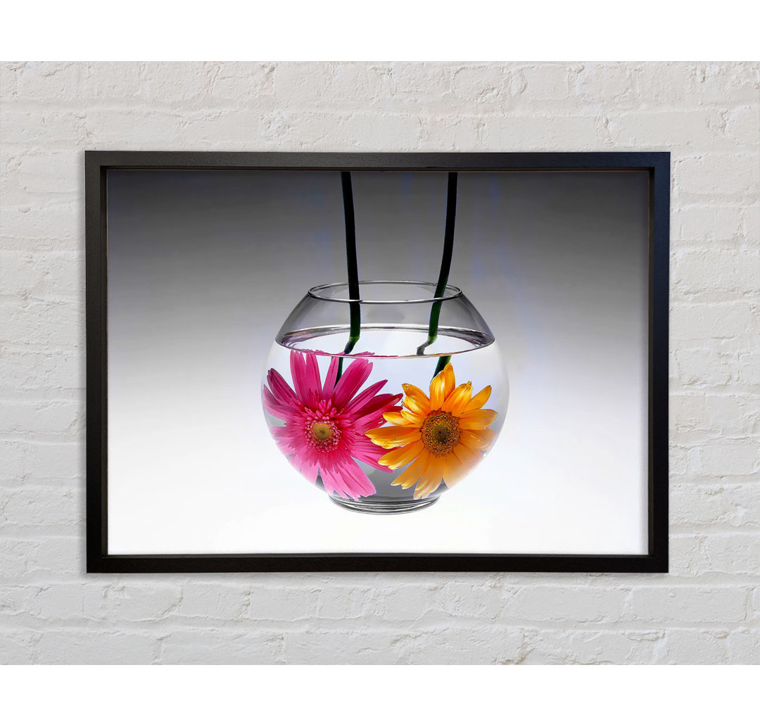 Gerbera Fishbowl Schwarz und Weiß - Einzelner Bilderrahmen Kunstdrucke auf Leinwand