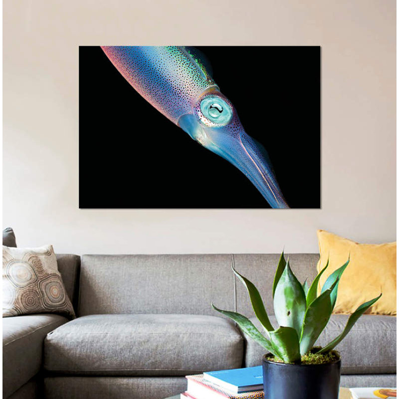 « the caraïbes récif squid », reproduction de photo sur toile, H 8 po x l 12 po x P 0,75 po, Toile tendue, Pas de tapis