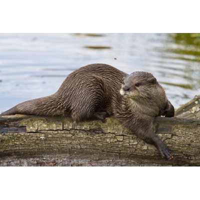 Otter Sun Bathing by Jrleyland - Wrapped Canvas Print