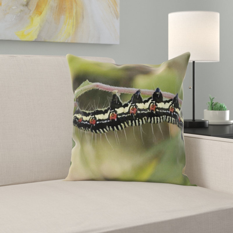 Coussin arcte coerula