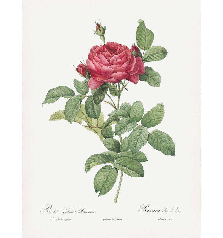Wrapped Canvas Print, 76.2 cm H x 50.8 cm W