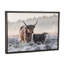 «Highlander and Calf», photographie-43719066-43719073