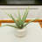 Faux Foliage Plant in Pot-1469782441