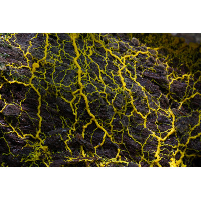 Slime Mould par Tommyix