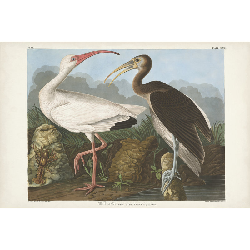 Pl 222, ibis blanc, H 12 po x l 18 po, Noir/brun/blanc