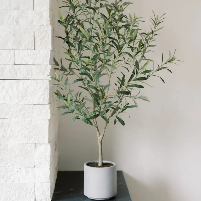 4' Fruitless Olive Tree in Pot