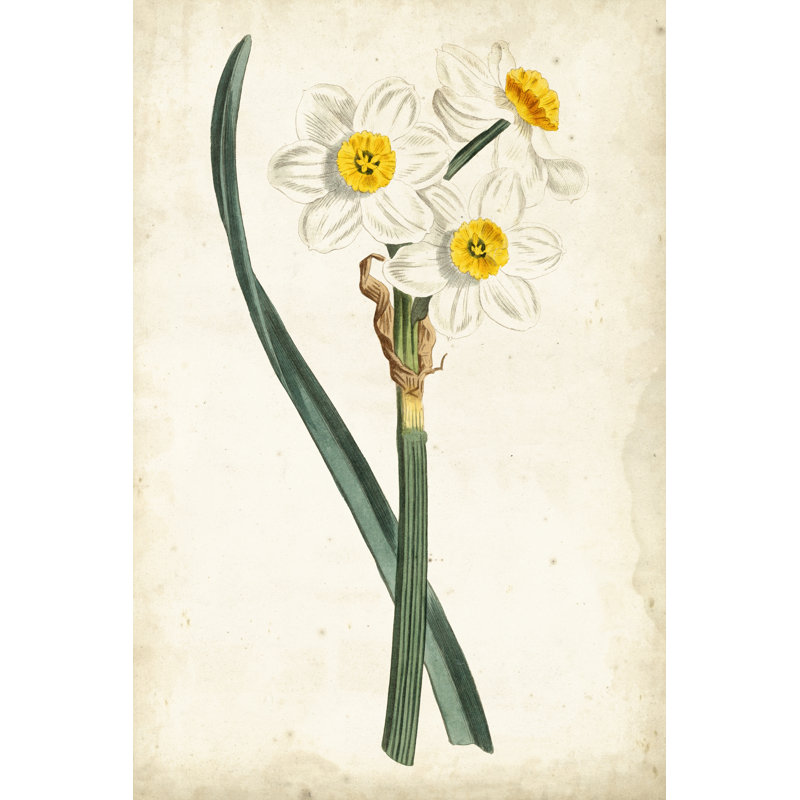 Curtis Narcissus III - Graphic Art, 30 cm H x 20 cm W , Wrapped Canvas