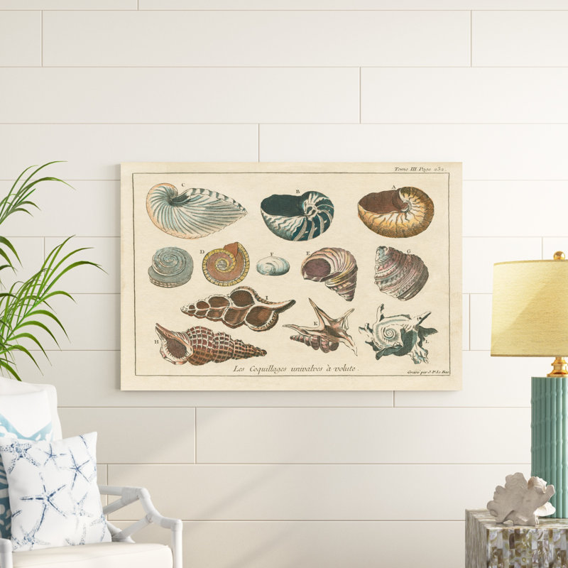 " Shell Etchings I " by Wild Apple Portfolio, 32" H x 48" W x 1.25" D