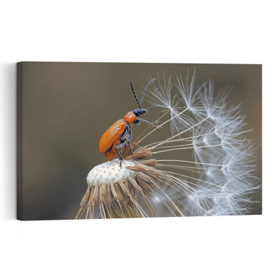Curious Car On Dandelion Delicate Contemporary Dandelion Nature Summer Wall Art Print 1 Piece Wrapped Canvas Wall Art